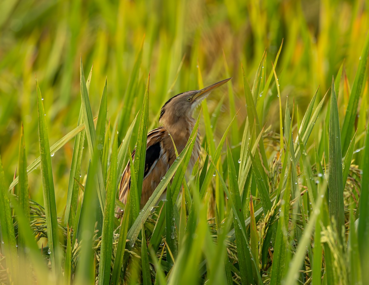 Streifendommel - ML646530037