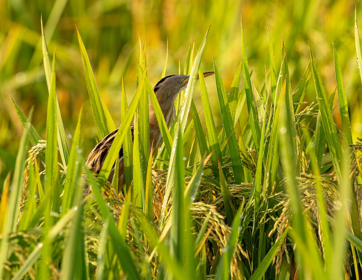 Streifendommel - ML646530038