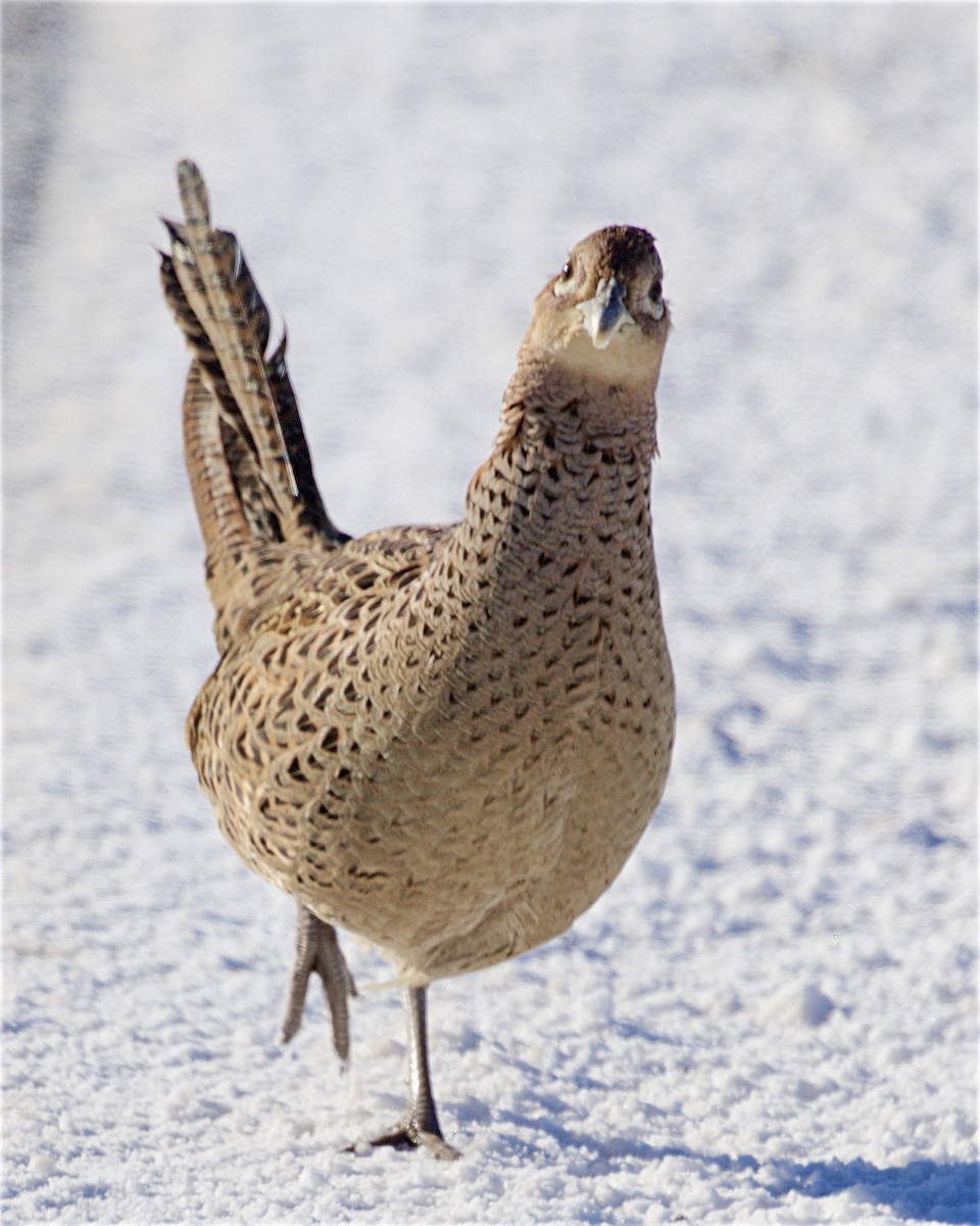 Ring-necked Pheasant - ML646530041