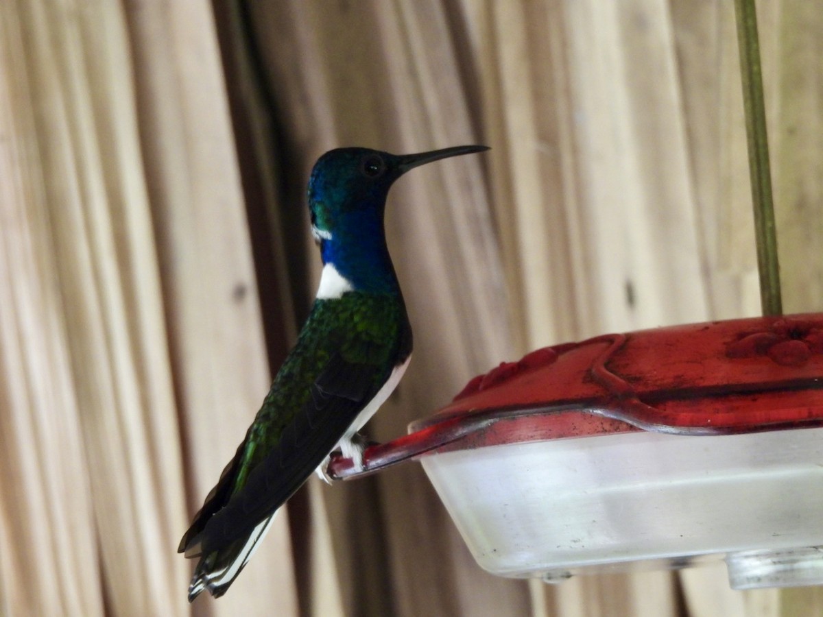 White-necked Jacobin - ML646530044