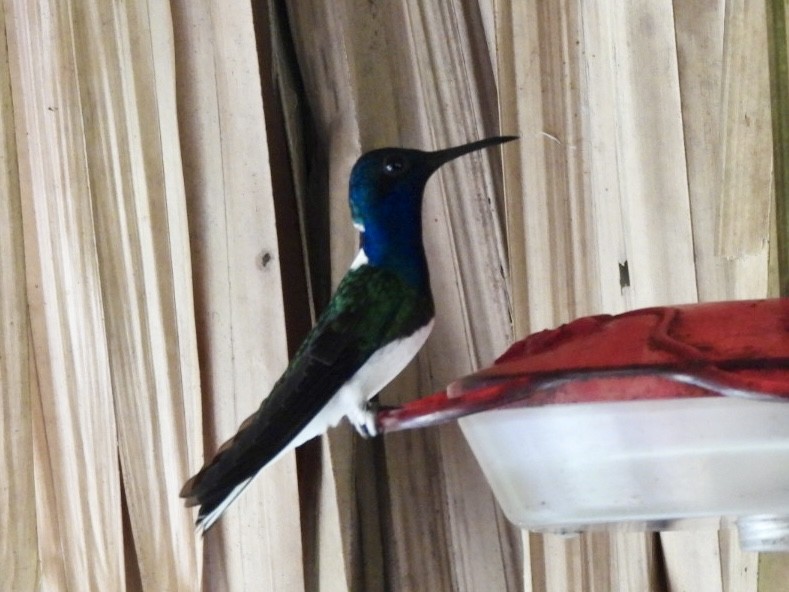 White-necked Jacobin - ML646530045