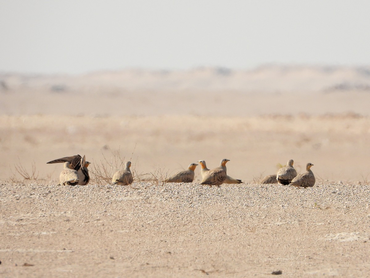 Spotted Sandgrouse - ML646530048
