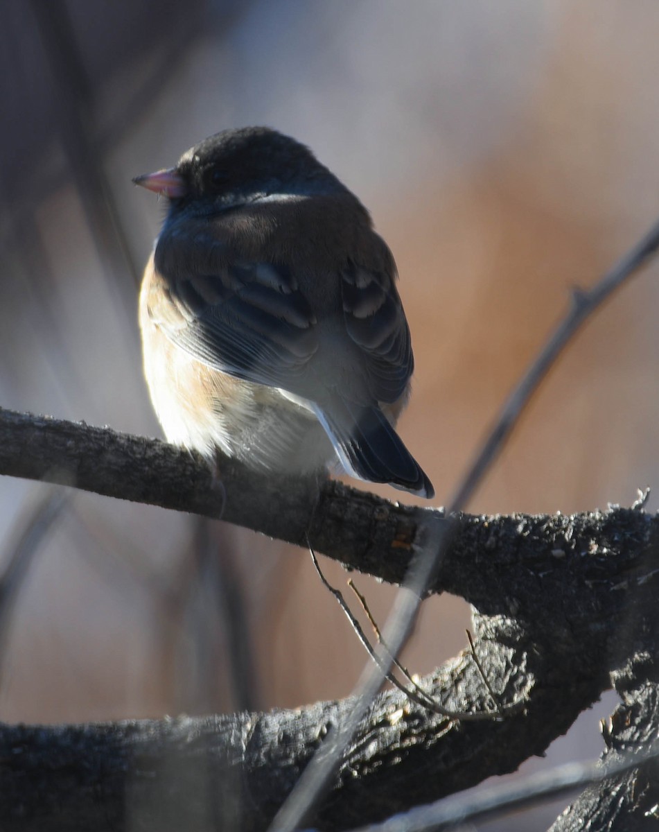Dark-eyed Junco - ML646530049