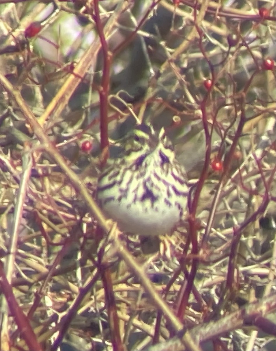 Chingolo Sabanero (grupo sandwichensis) - ML646530050