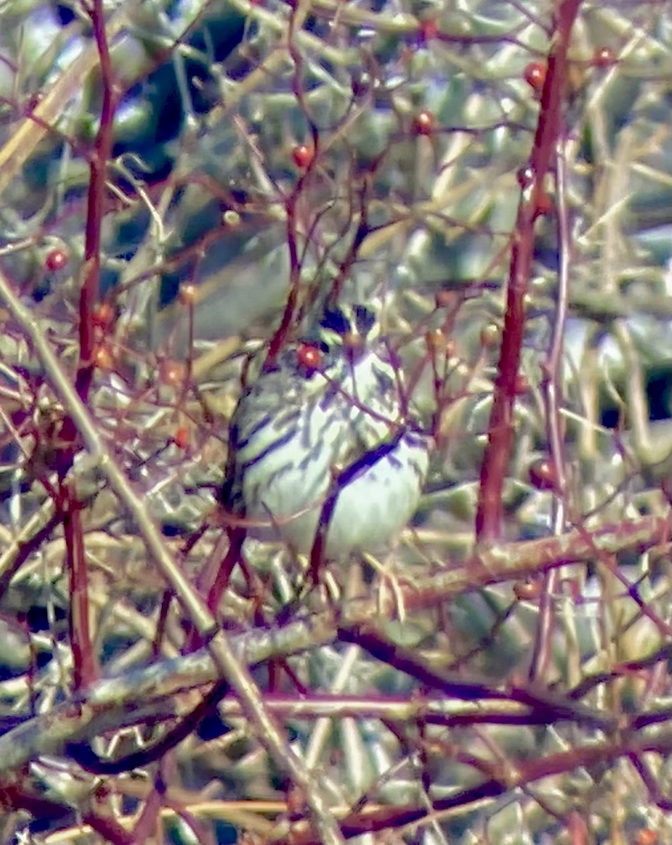 Chingolo Sabanero (grupo sandwichensis) - ML646530051