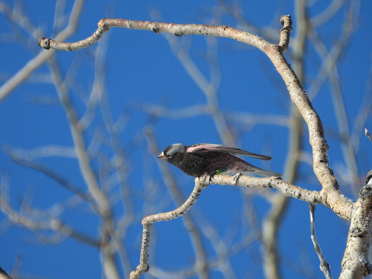 Black Rosy-Finch - ML646530053