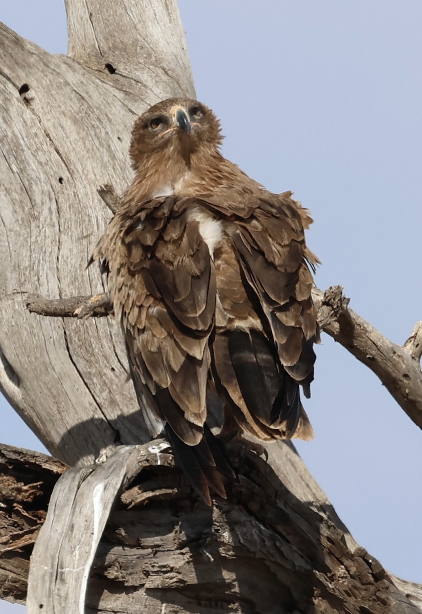 Tawny Eagle - ML646530054