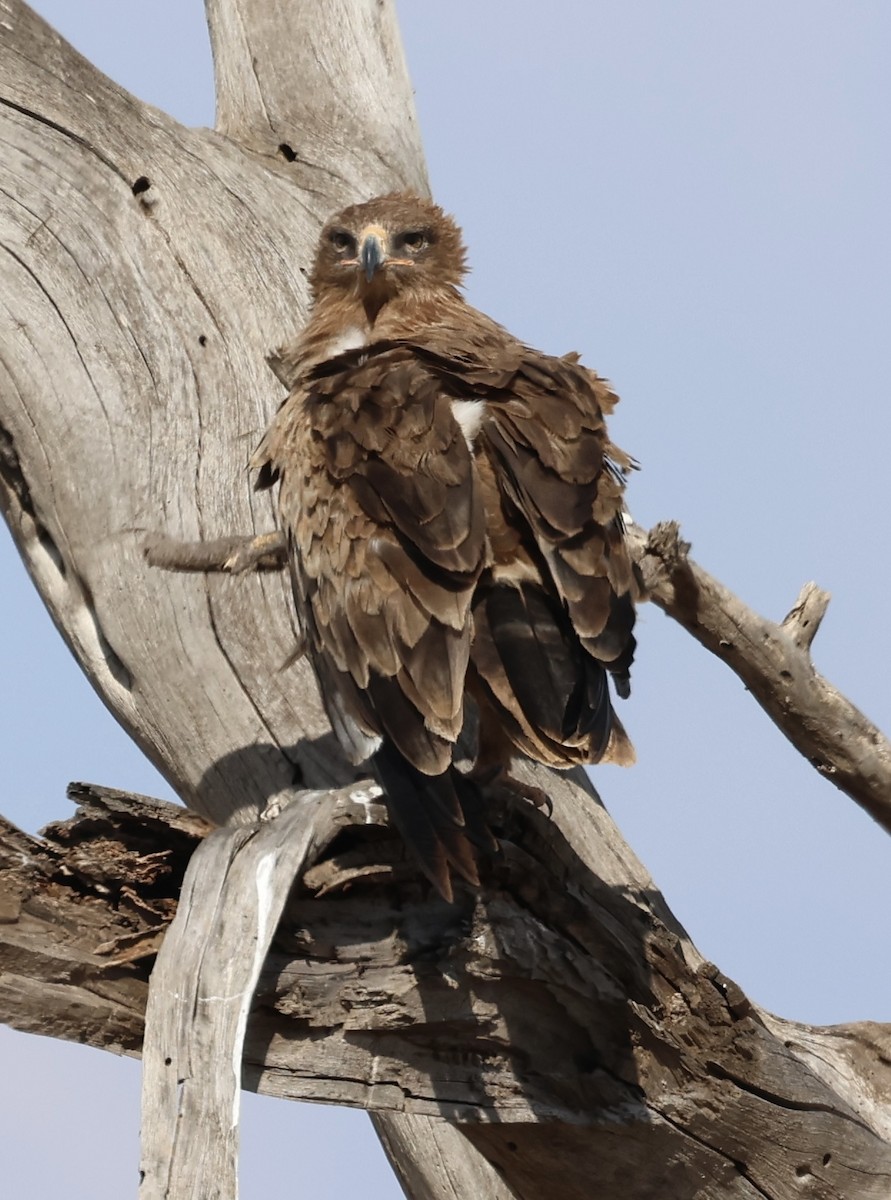 Tawny Eagle - ML646530055
