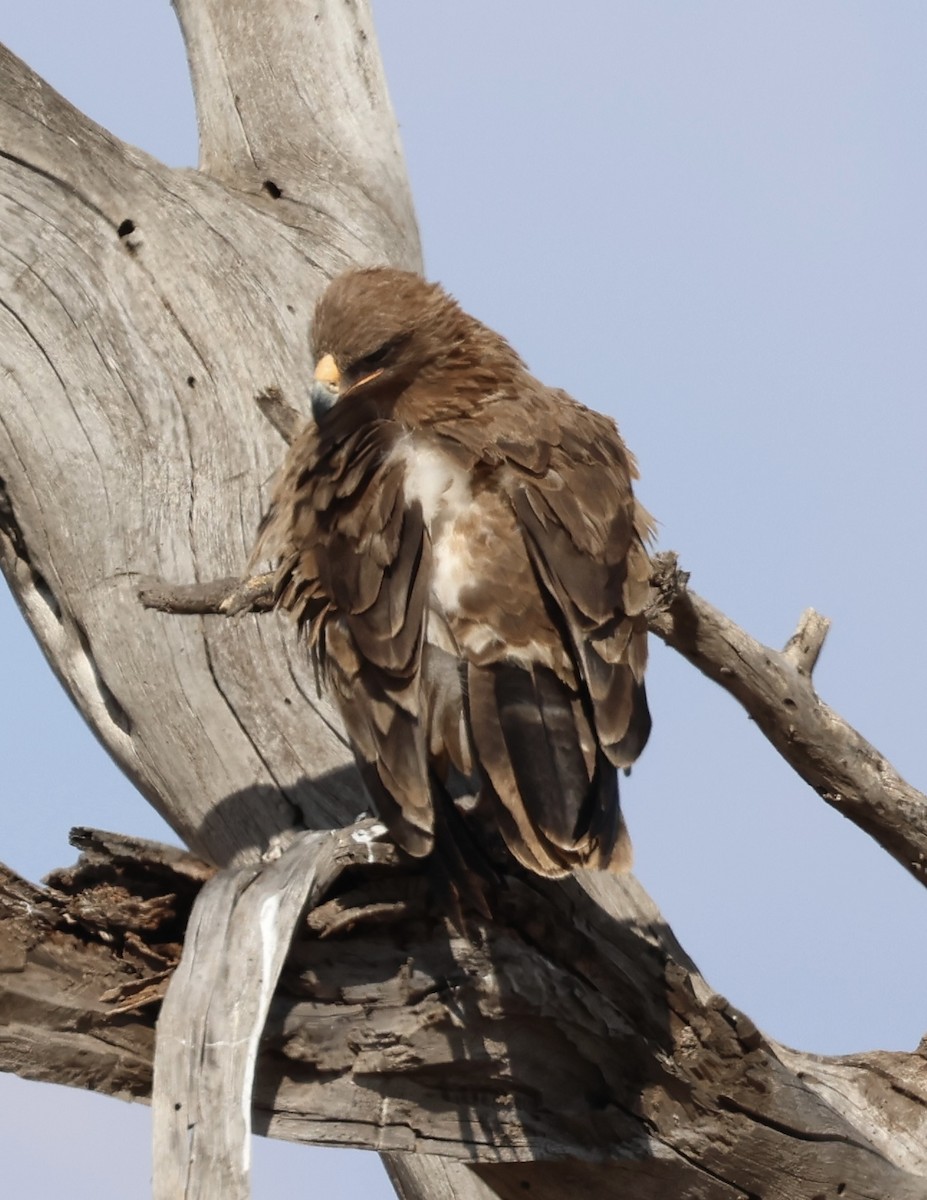Tawny Eagle - ML646530057