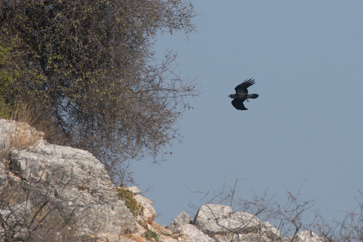 Common Raven - ML646530062