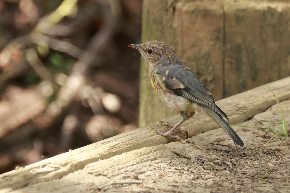 Graugesichtschnäpper - ML646530063