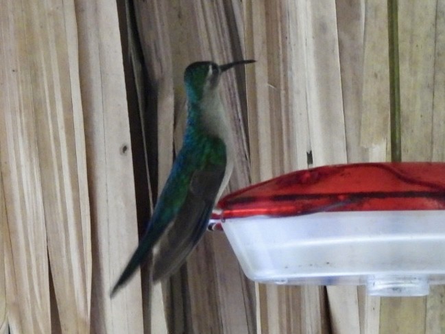 Wedge-tailed Sabrewing - ML646530064