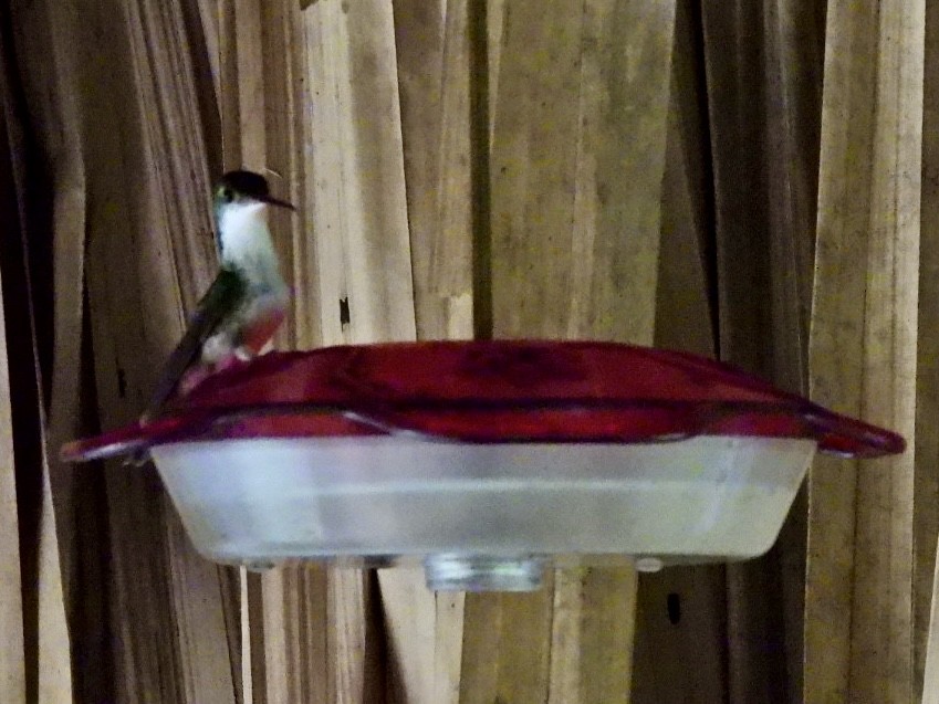 White-bellied Emerald - ML646530066