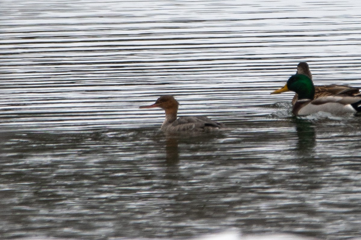 ウミアイサ - ML646530068