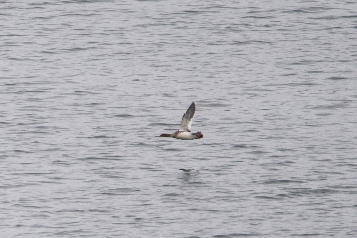 ウミアイサ - ML646530069