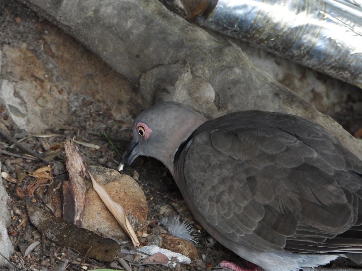 Mourning Collared-Dove - ML646530070