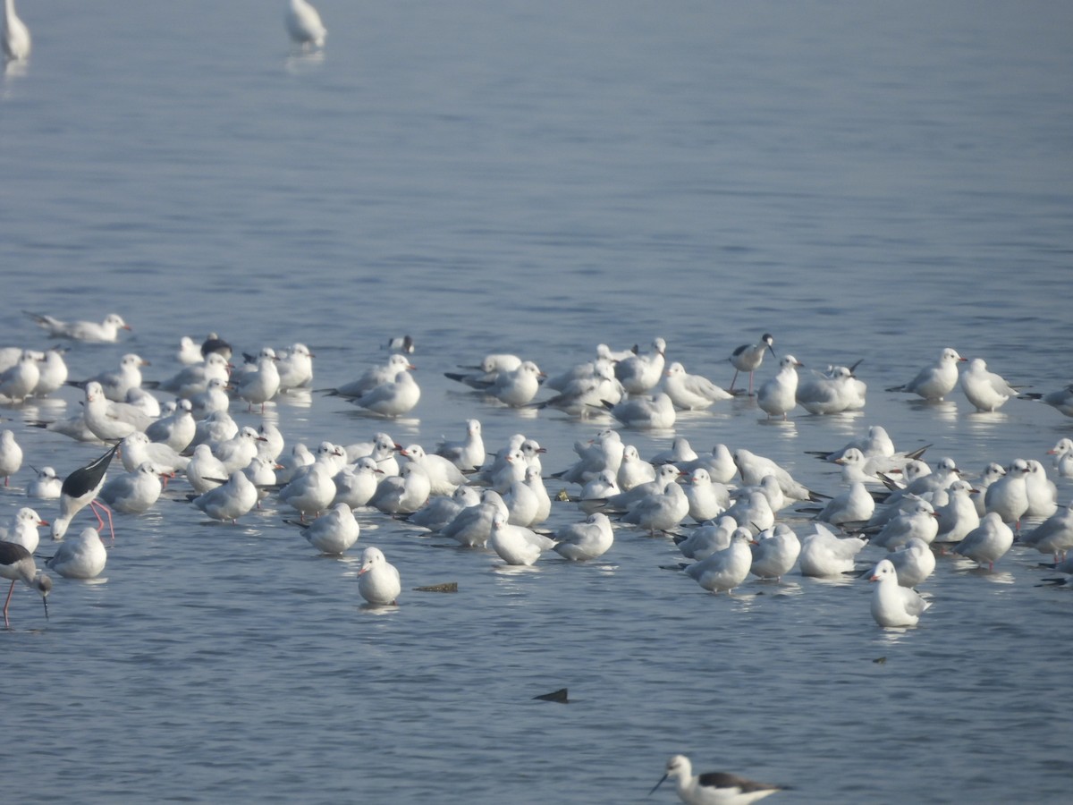 Karabaş Martı - ML646530071