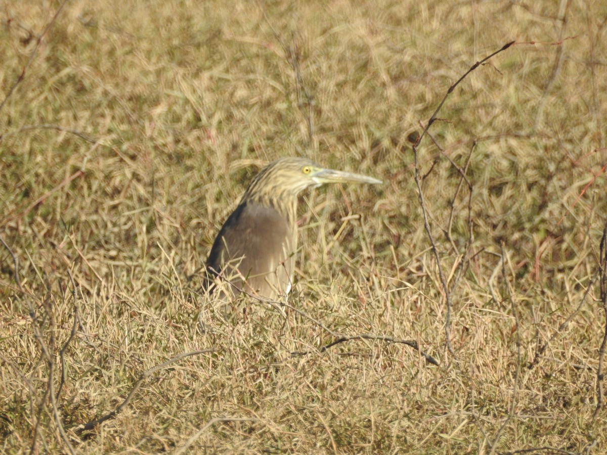 Индийская прудовая цапля - ML646530074