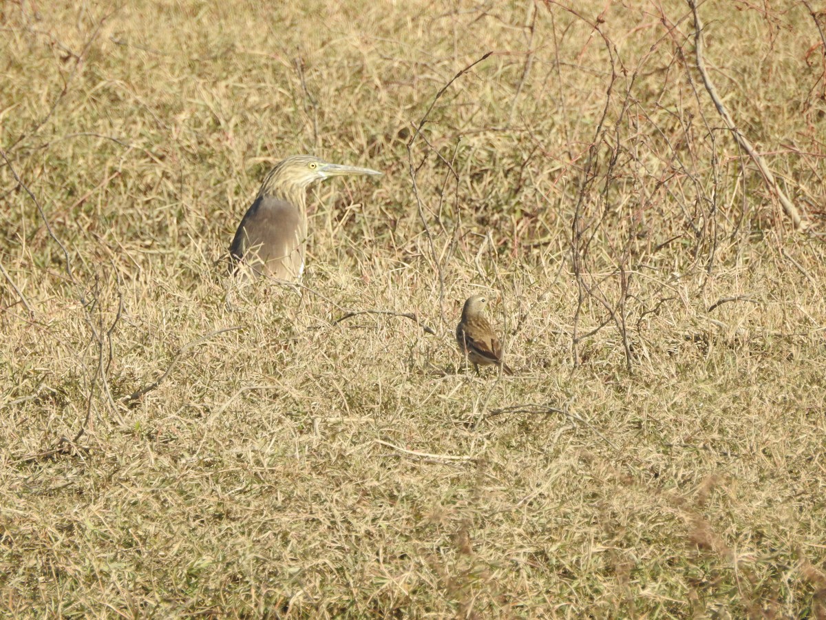 Индийская прудовая цапля - ML646530075