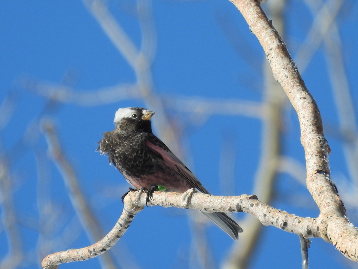 Black Rosy-Finch - ML646530076
