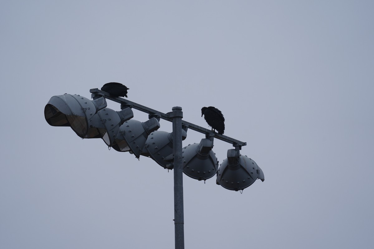 Black Vulture - ML646530077