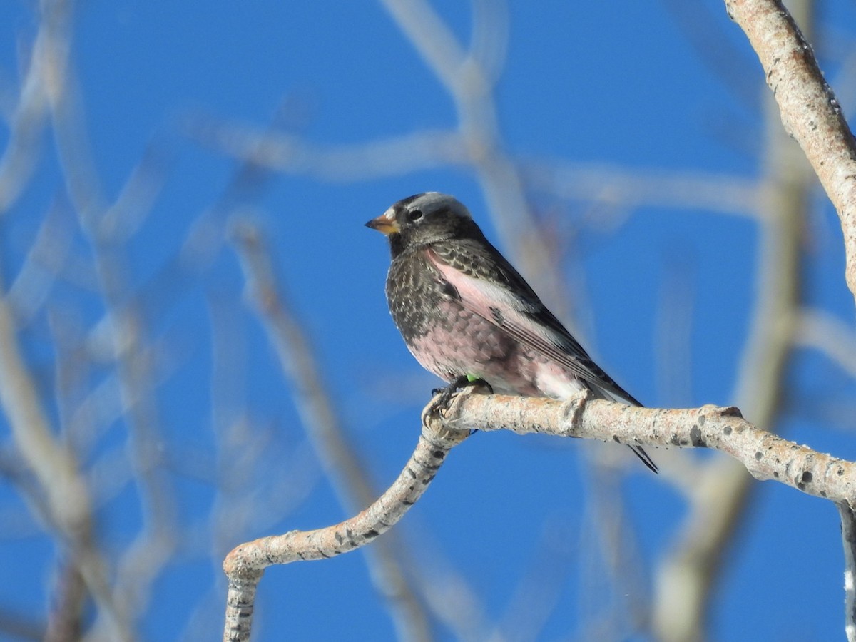 Black Rosy-Finch - ML646530080
