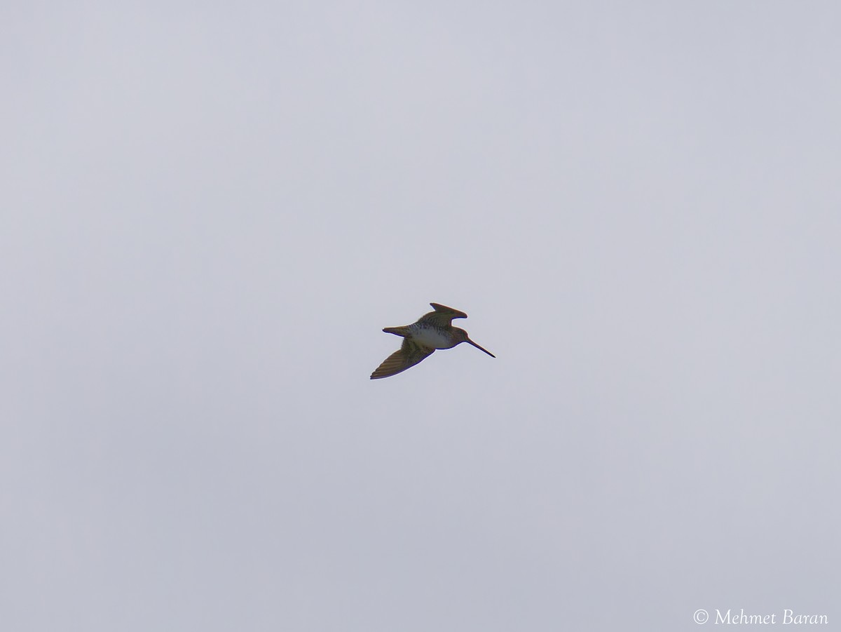 Бекас - ML646530081