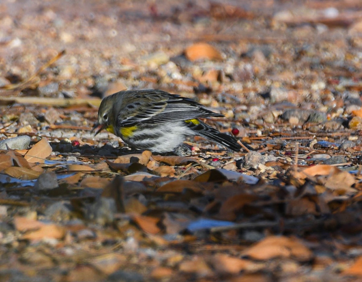 Пісняр-лісовик жовтогузий (підвид auduboni) - ML646530087