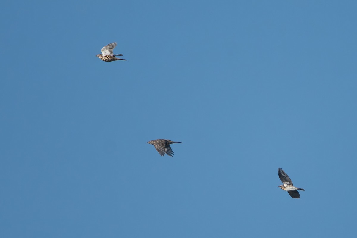 Fieldfare - ML646530088