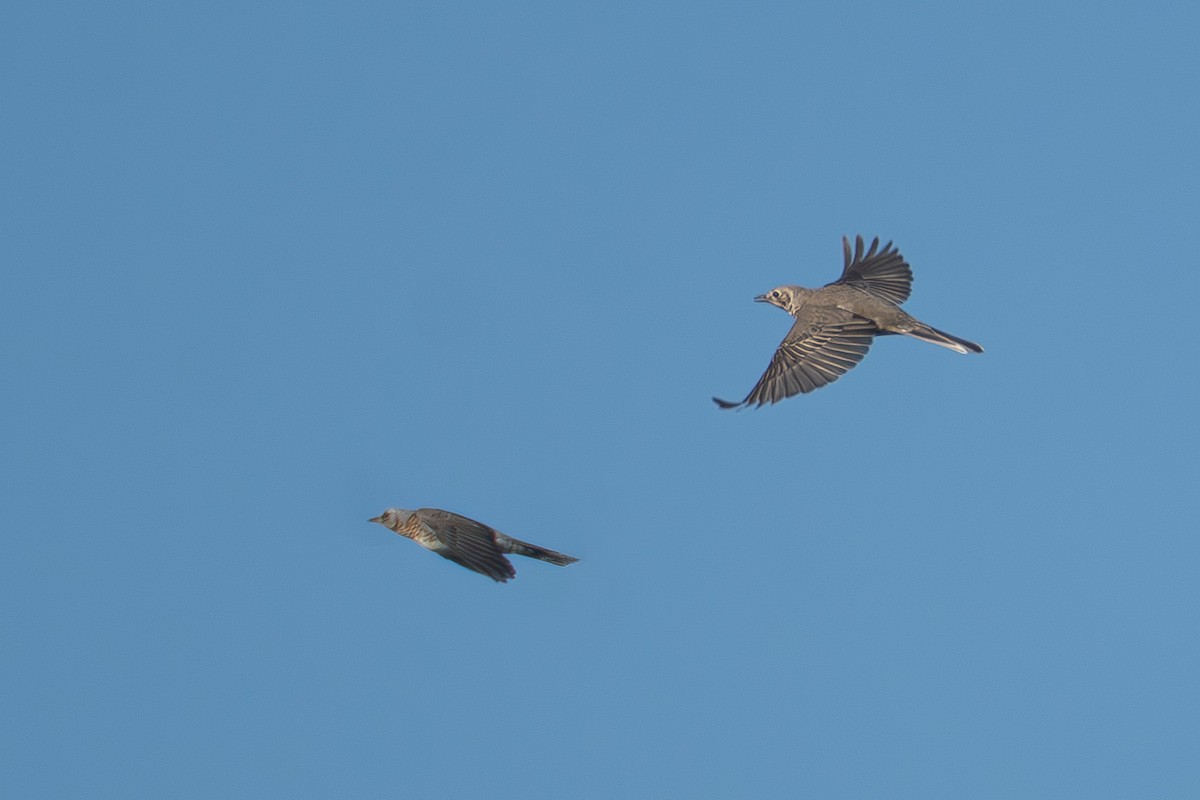 Mistle Thrush - ML646530091