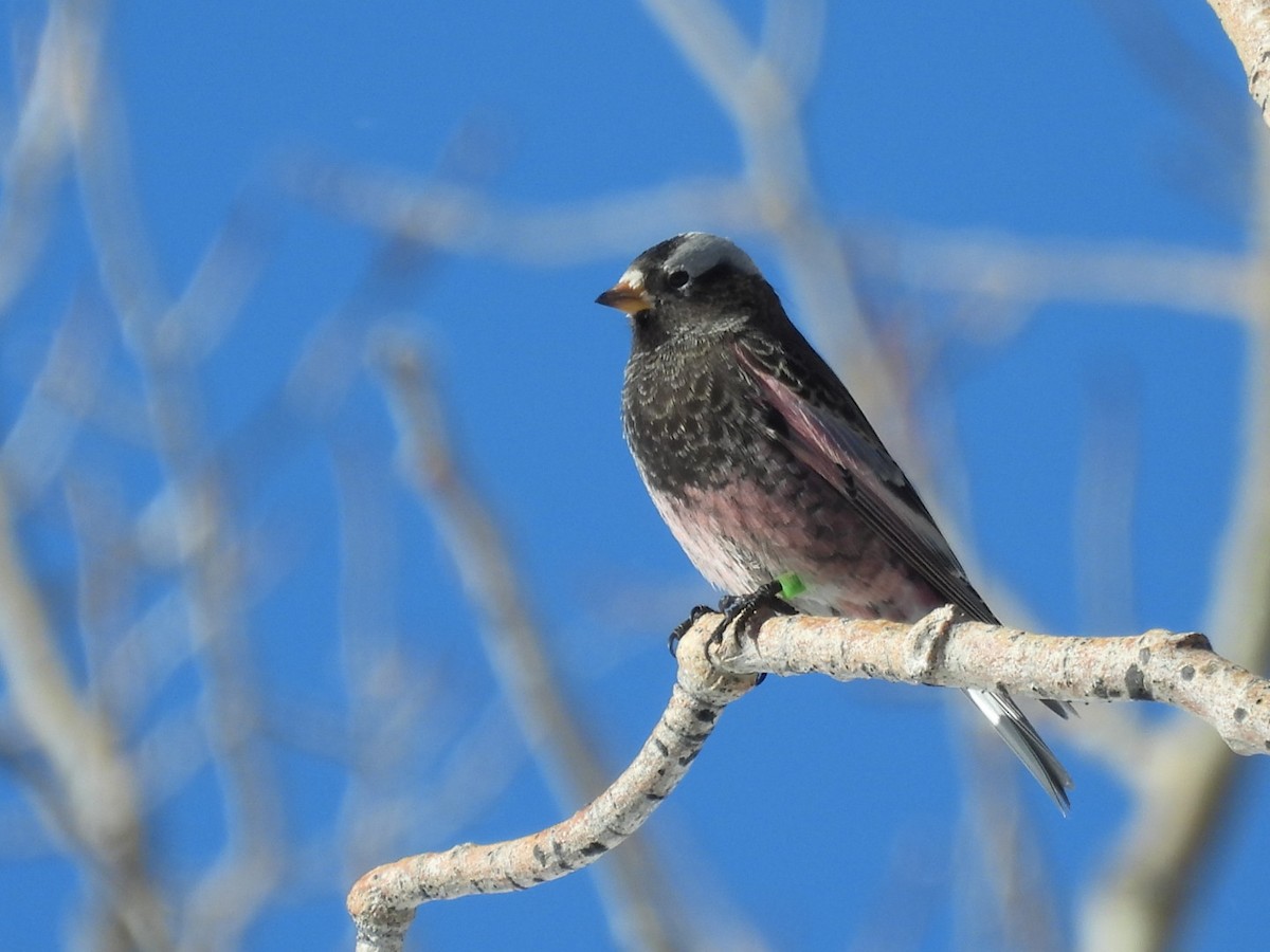 Black Rosy-Finch - ML646530094