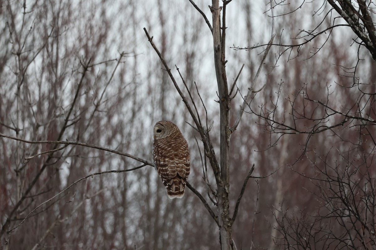 Barred Owl - ML646530095