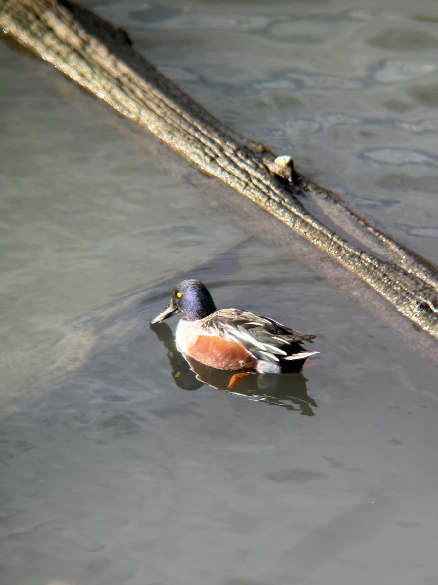 Northern Shoveler - ML646530099