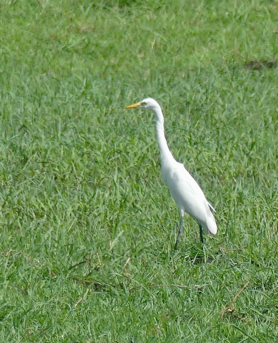 Yellow-billed Egret - ML646530101