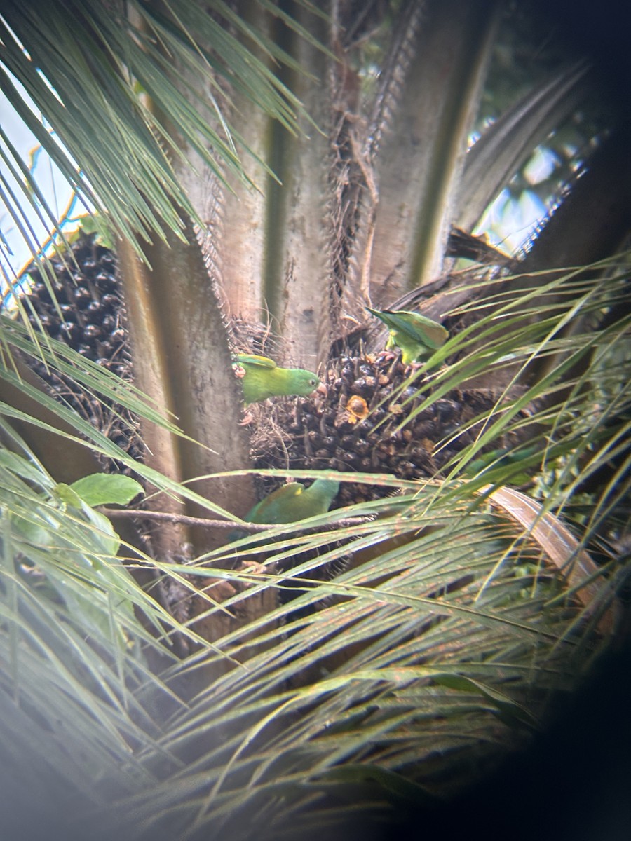 Orange-chinned Parakeet - ML646530102