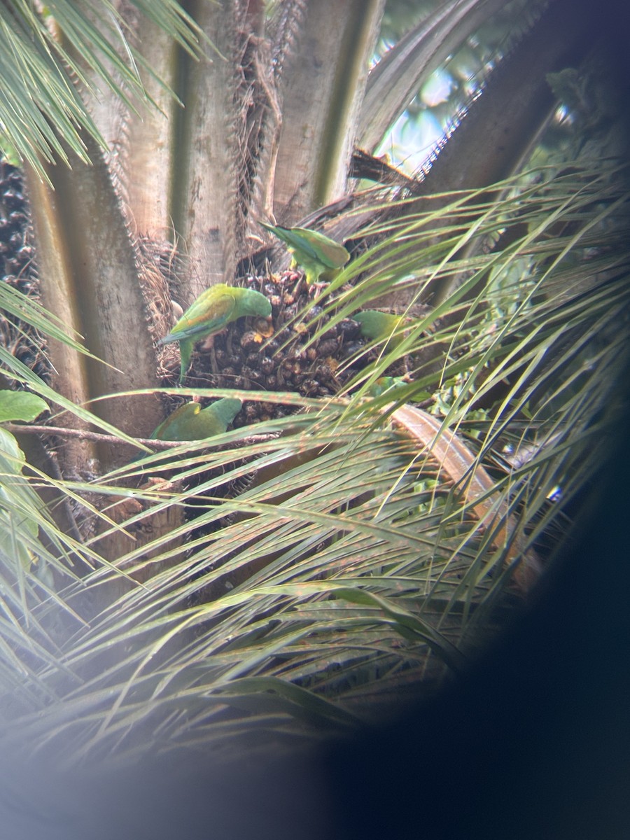 Orange-chinned Parakeet - ML646530103