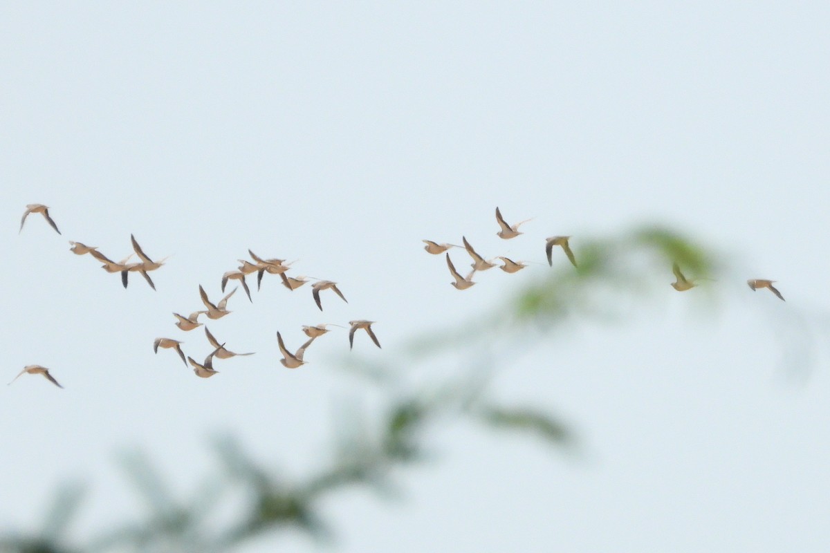 Spotted Sandgrouse - ML646530104