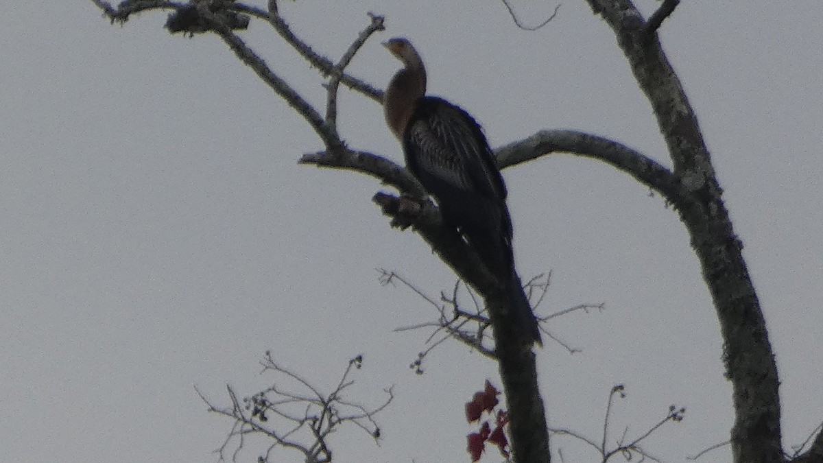 anhinga americká - ML646530106