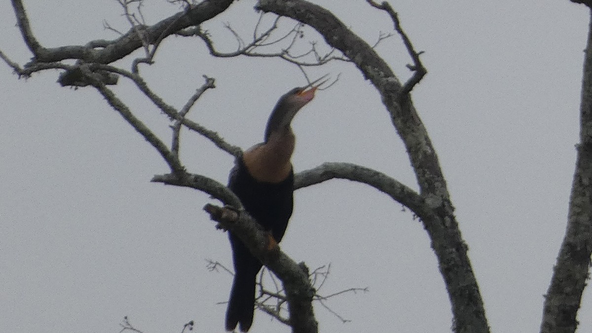 anhinga americká - ML646530107