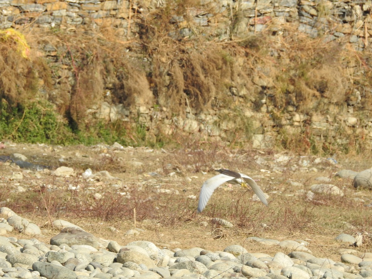 Индийская прудовая цапля - ML646530108