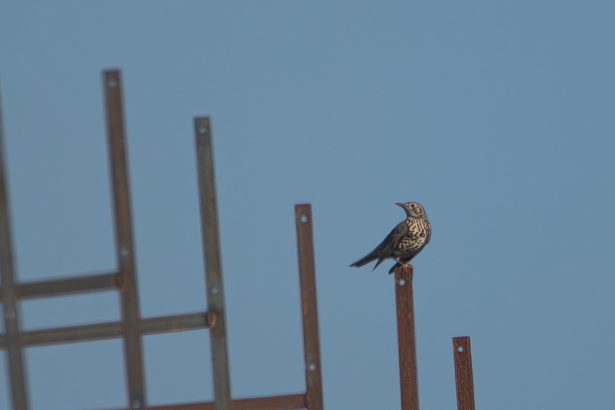 Mistle Thrush - ML646530110