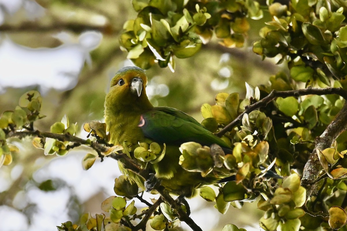 Indigo-winged Parrot - ML646530112