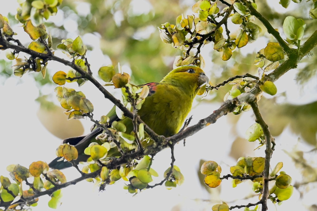 Indigo-winged Parrot - ML646530113