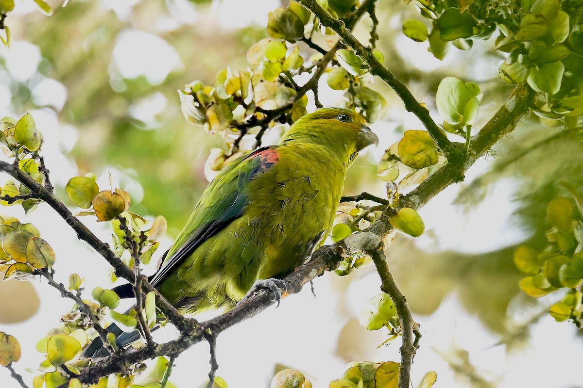 Indigo-winged Parrot - ML646530115