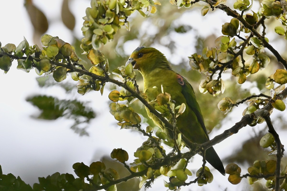 Indigo-winged Parrot - ML646530116