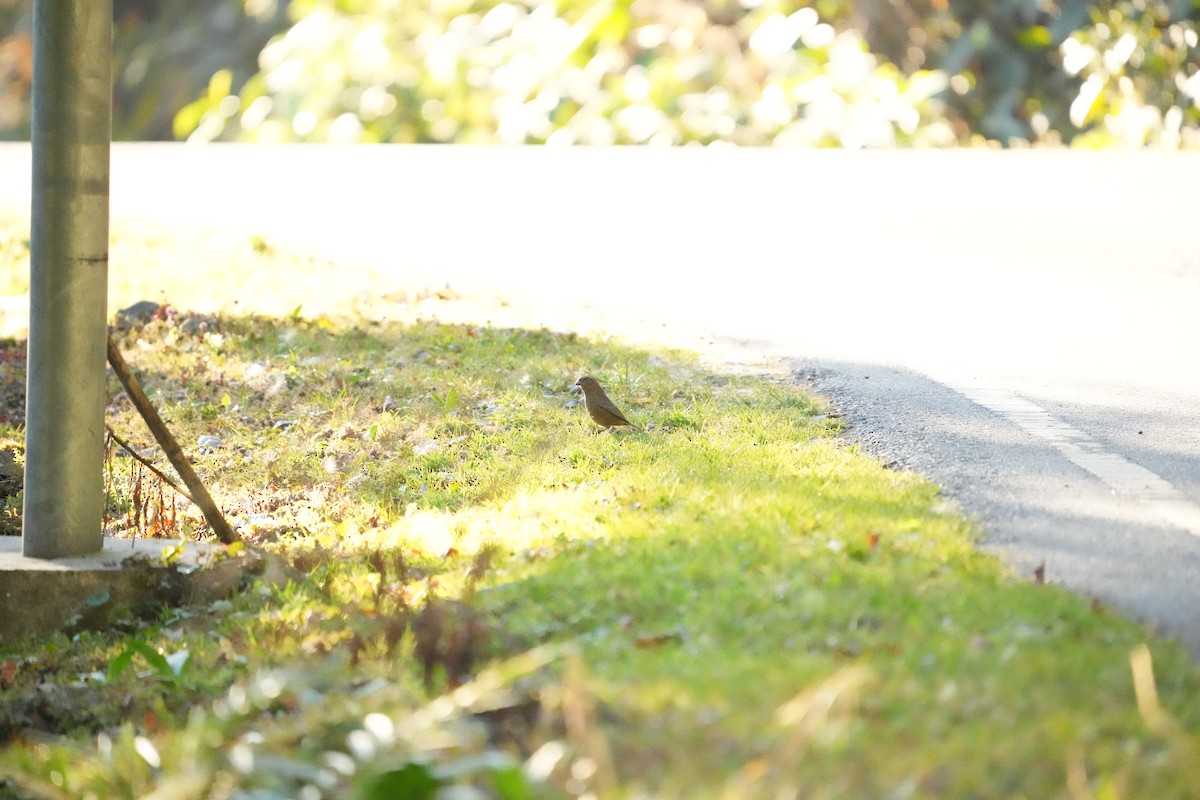 Dark-rumped Rosefinch - ML646530117