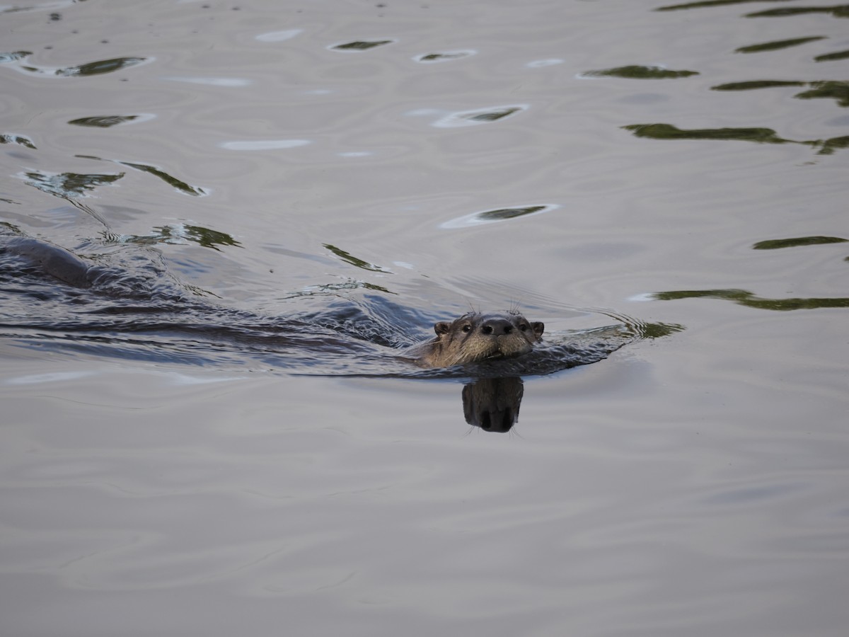 North American River Otter - ML646530135