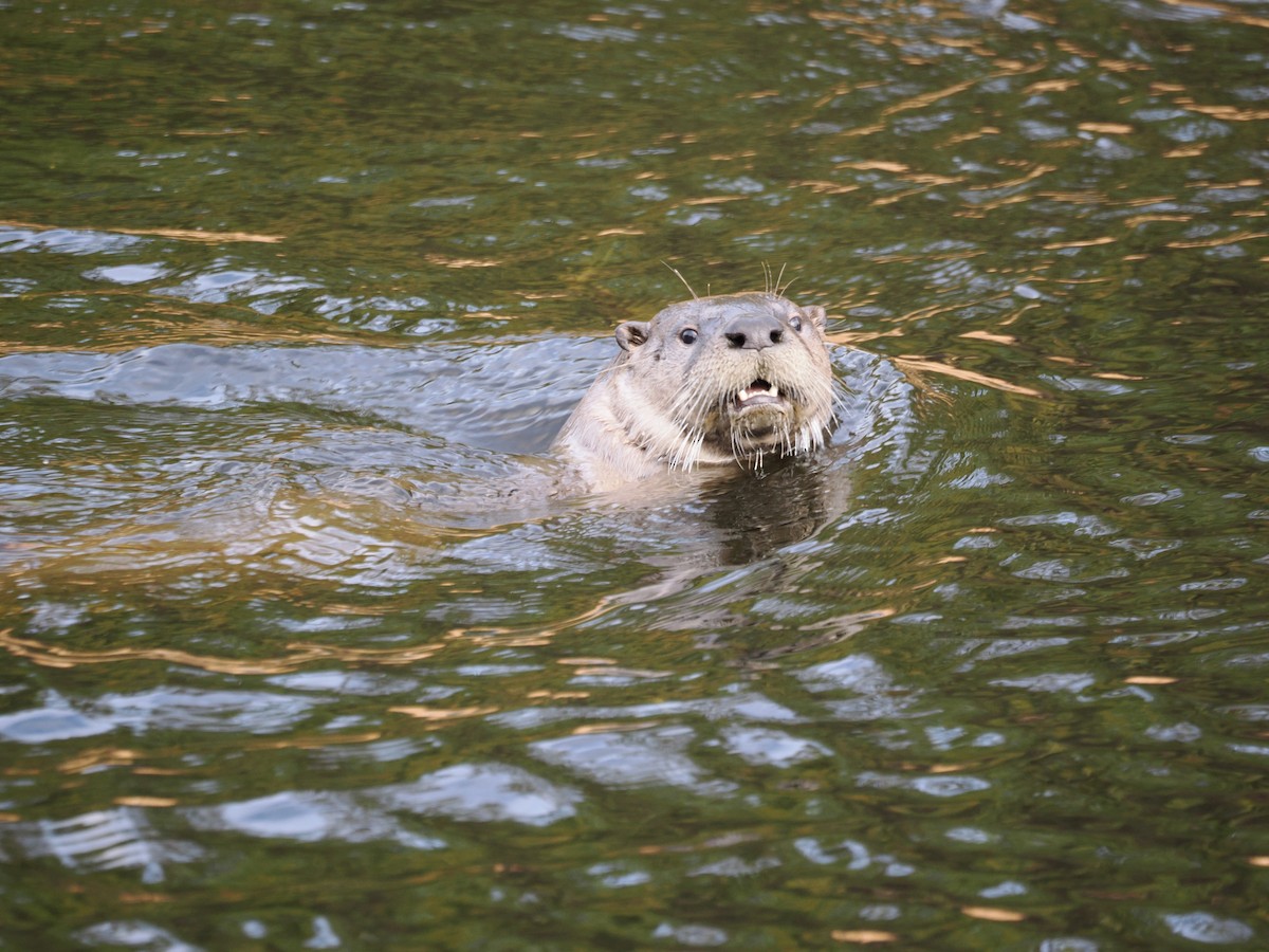 North American River Otter - ML646530136