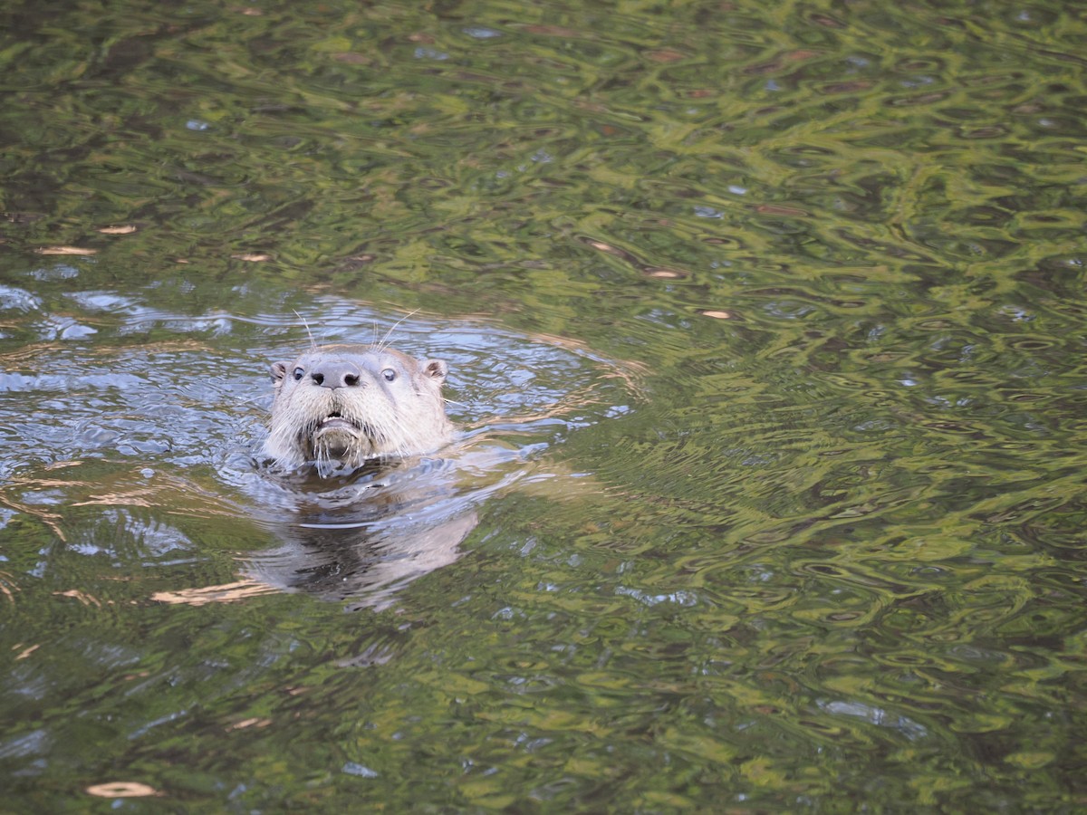 North American River Otter - ML646530137