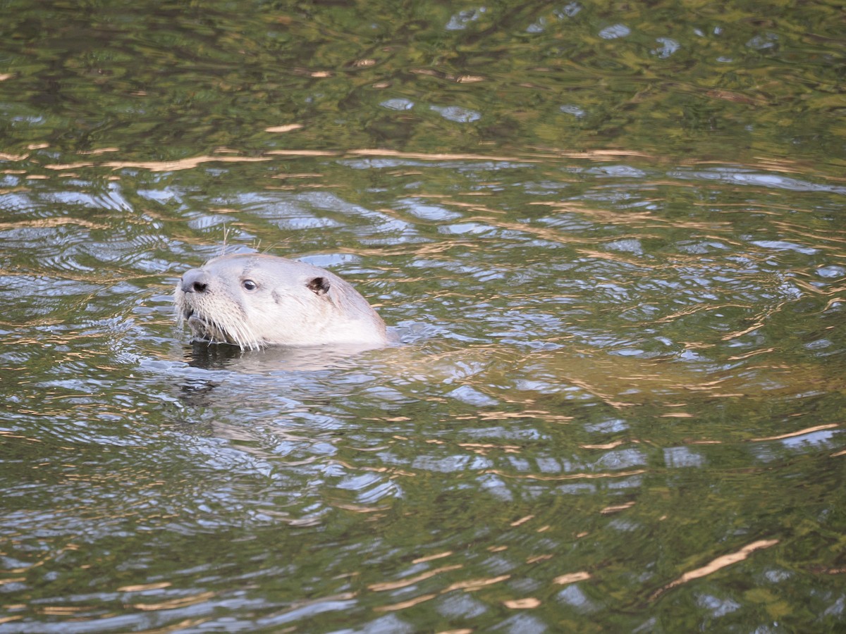 North American River Otter - ML646530138